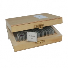 Набор слайдов SIGETA Разное 2 (25 шт.)