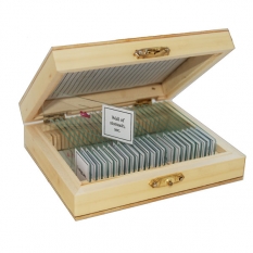 Набор слайдов SIGETA Анатомия (25 шт.)