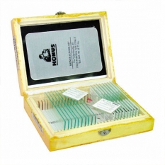 Набор слайдов. Биология: Серия для обучения (часть 2) (10шт.)